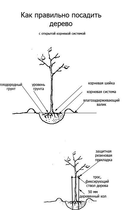 Как правильно посадить дерево