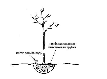 Как правильно посадить дерево1